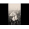 Fototapete Tulips 2523N-82